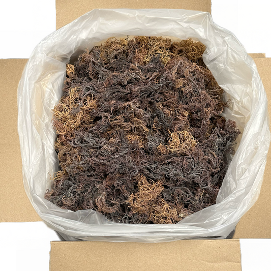 Organic Wildcrafted Sea Moss Full Spectrum Multicolored ( Purple)